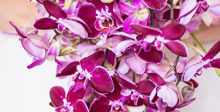 bouquet orchidee iDecoration