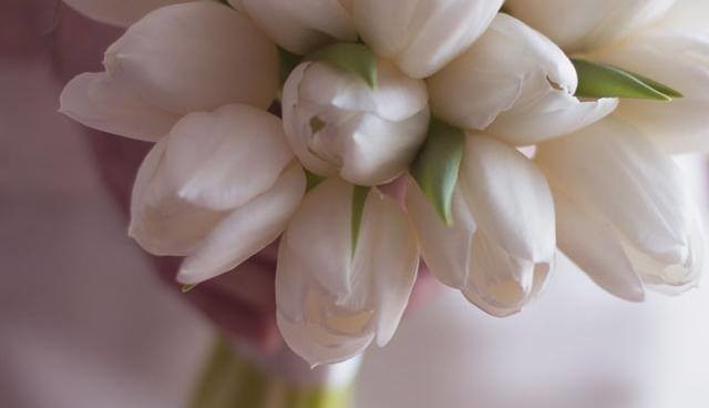 bouquet tulipani bianchi