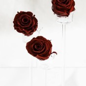 rose san valentino